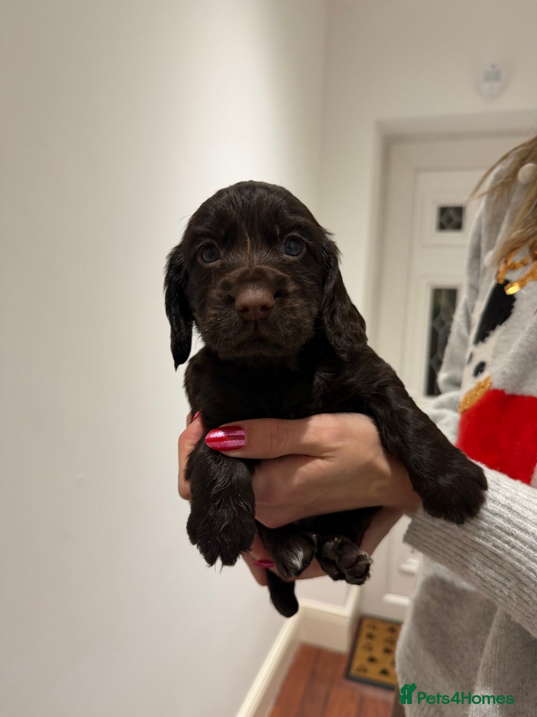 Cocker Spaniel dogs for sale: KC Registered Working Cocker Spaniels  - Advert 24