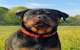 Rottweiler dogs for stud: Male for stud - Image 8