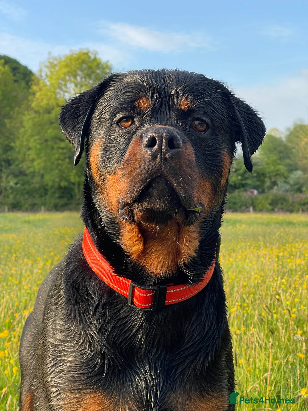 Rottweiler dogs for stud: Health tested KC champion bloodline stud - Advert 8
