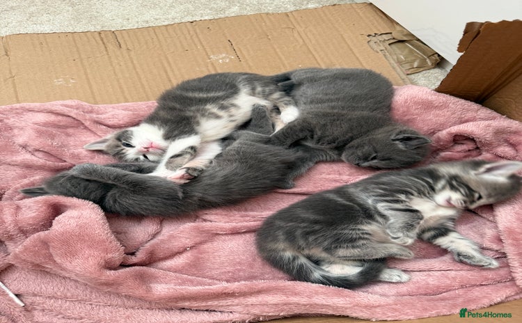 Mixed Breed cats - Advert 2