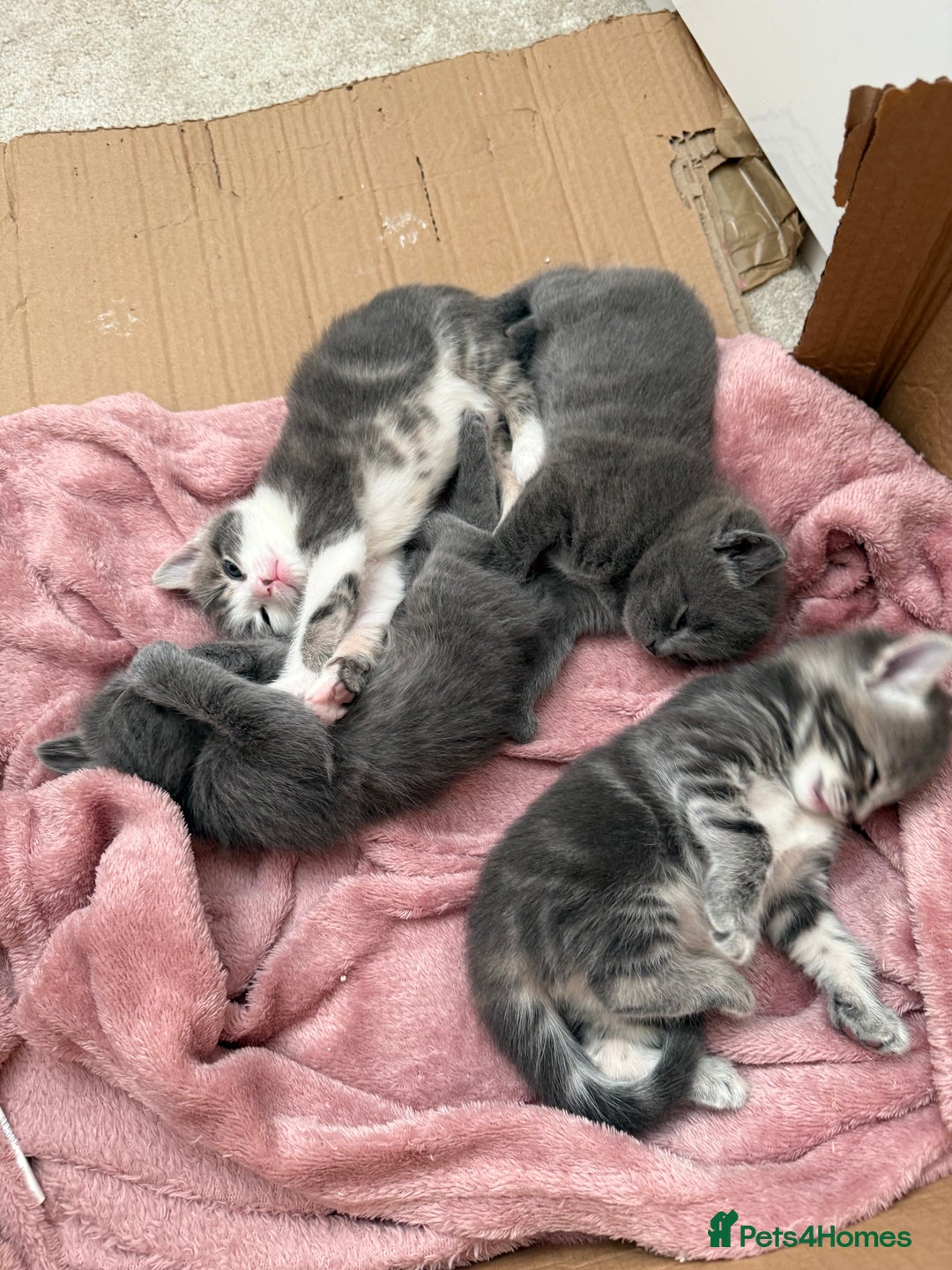 Mixed Breed cats for sale: Gorgeous kittens ready soon - 2 boys, 2 girls - Image 1