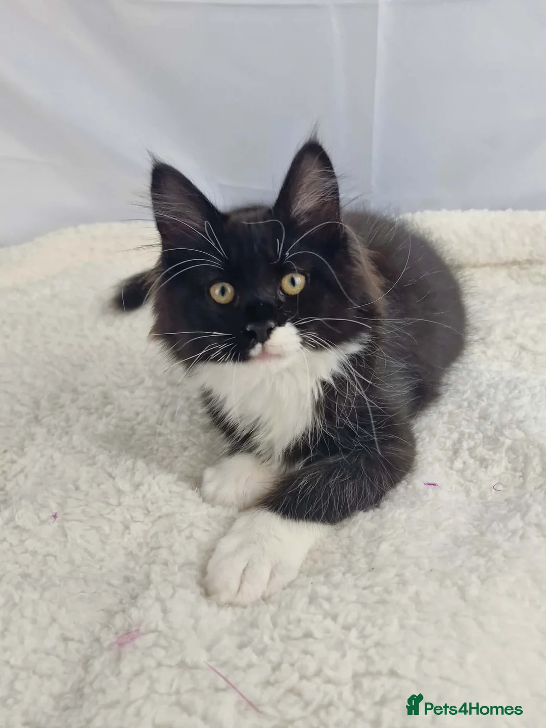 Maine Coon cats for sale: TICA registered Stunning Big boys - Advert 1