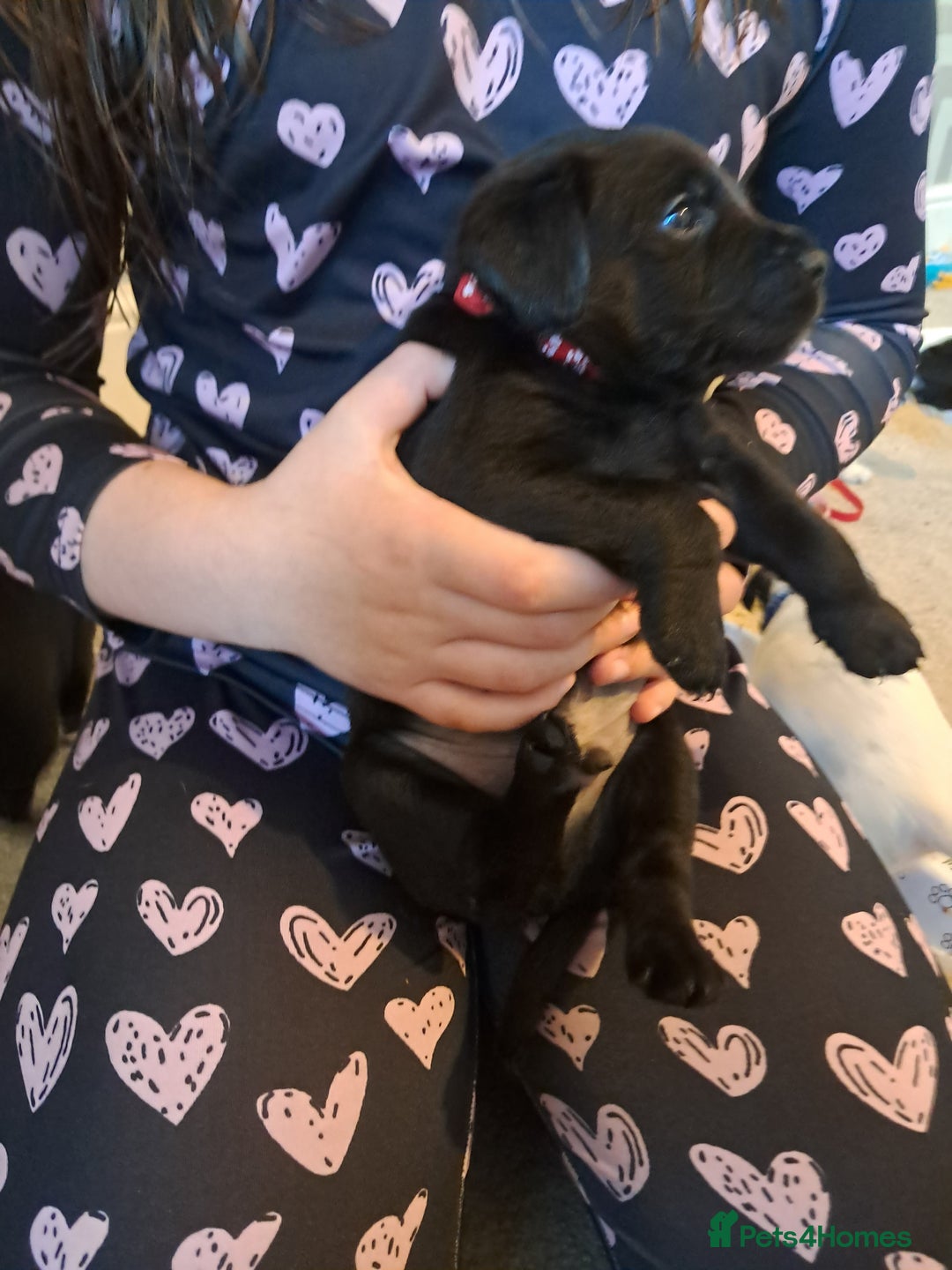 Mixed Breed dogs for sale: Splurcherpoo puppys - Image 15