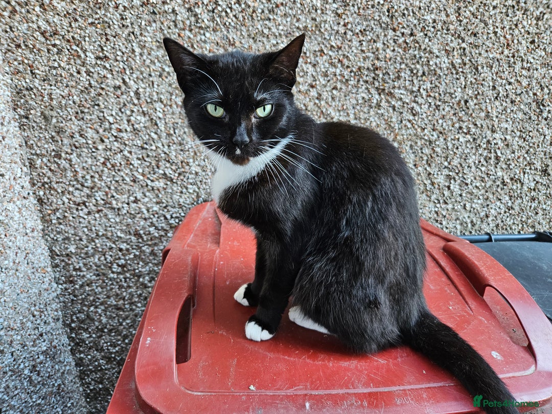 Mixed Breed cats for sale: 2 stunning cats looking for forever home  - Image 2