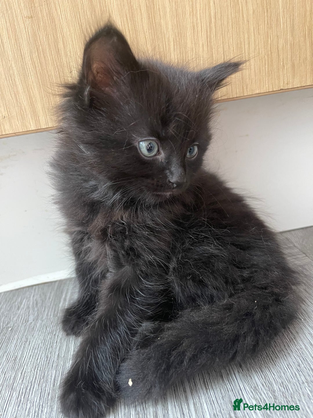 British Shorthair cats for sale: 3 boy kittens for sale  - Image 3