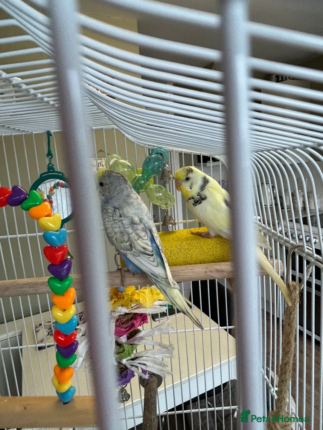 Budgerigars birds for sale: Two budgies - Advert 3
