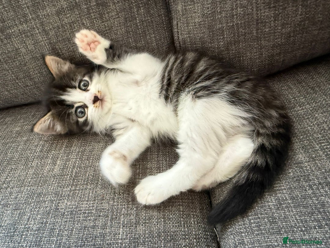 Mixed Breed cats for sale: Mixed breed kittens - Image 25
