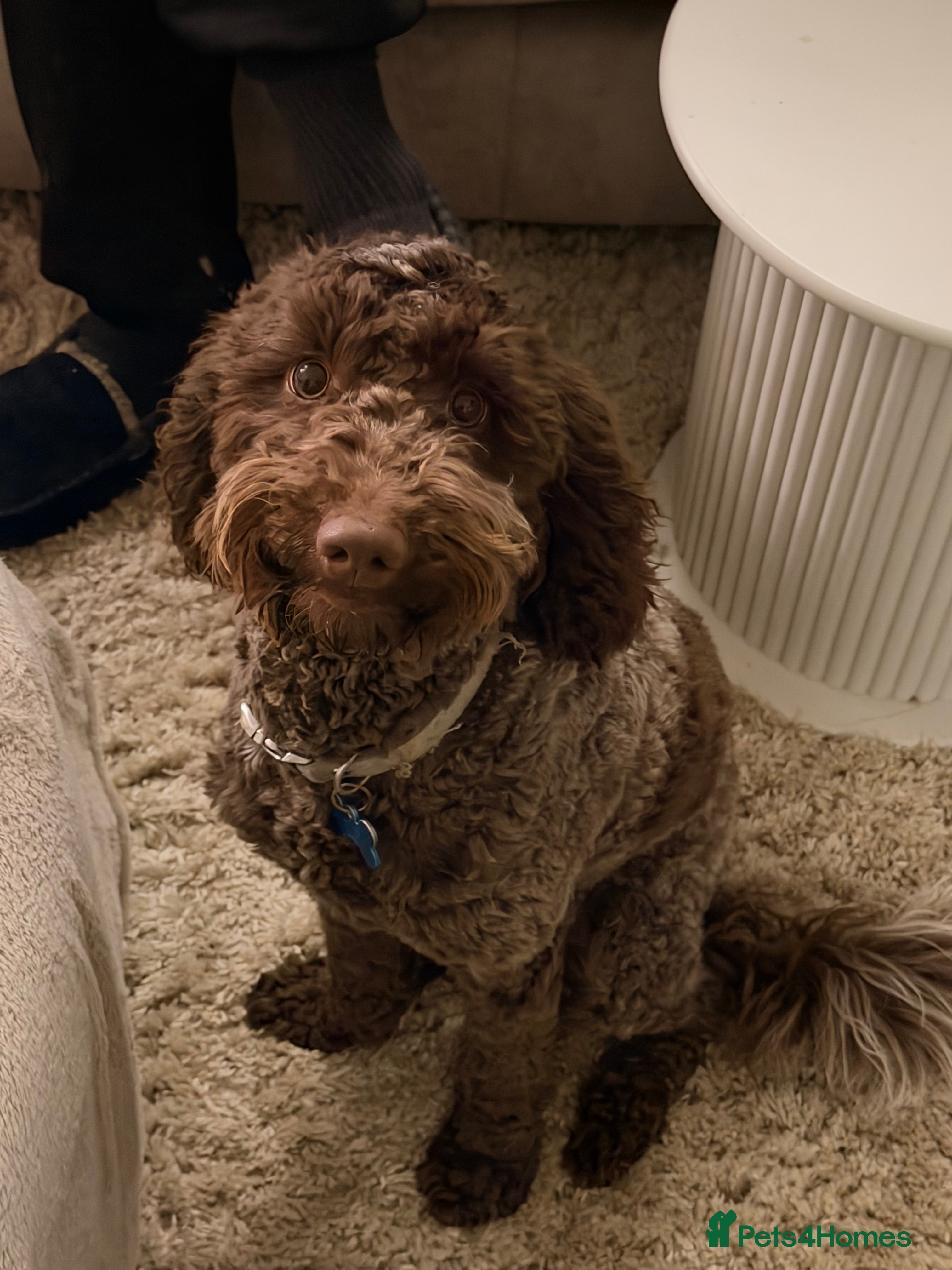 Cockapoo dogs Cockerpoo - Advert 16