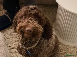 Cockapoo dogs Cockerpoo - Advert 16