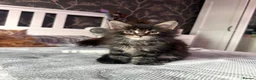 Maine Coon cats for sale: BEAUTIFUL MAINE COON KITTENS LOOKING FOR NEW HOME - Advert 7