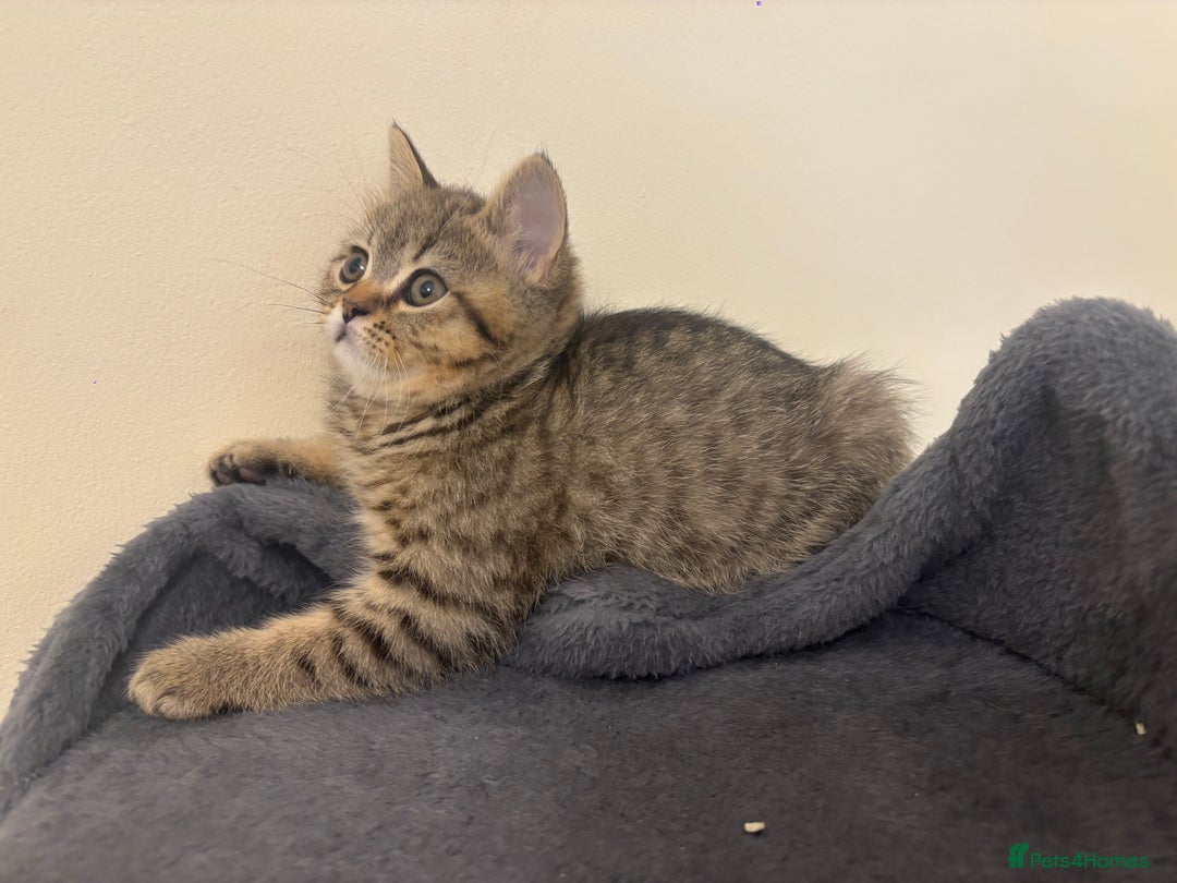 Brazilian Shorthair cats for sale: Last 2 gold tabby left ****READY TO GO ***** - Image 16