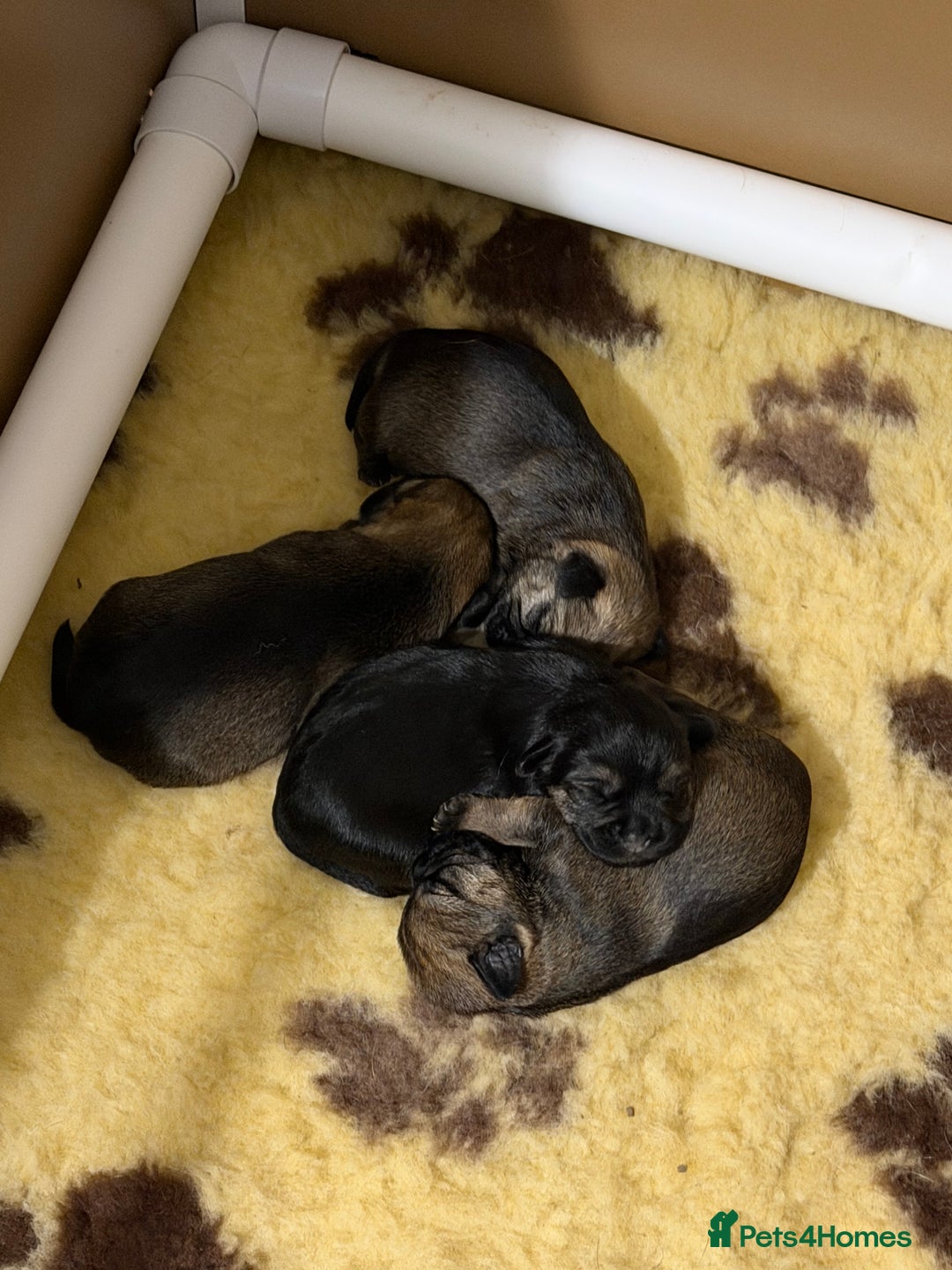 Border Terrier dogs for sale: Kc registered outstanding Border Terrier Pups  - Advert 5
