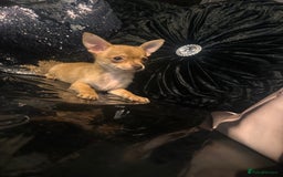 Chihuahua dogs for sale: Perfect chihuahua puppies 🩷💙 - Image 7