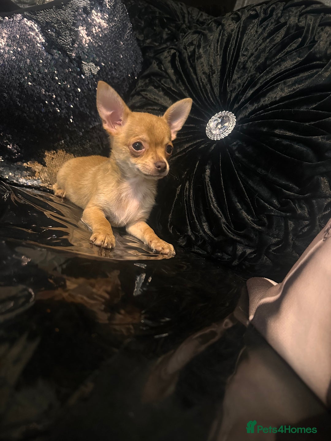 Chihuahua dogs for sale: Perfect chihuahua puppies 🩷💙 - Image 7