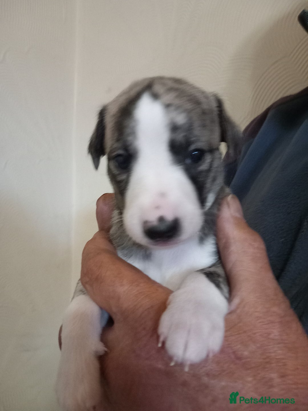 Whippet dogs for sale: Top Class Whippet Puppies bred from Champions - Image 19