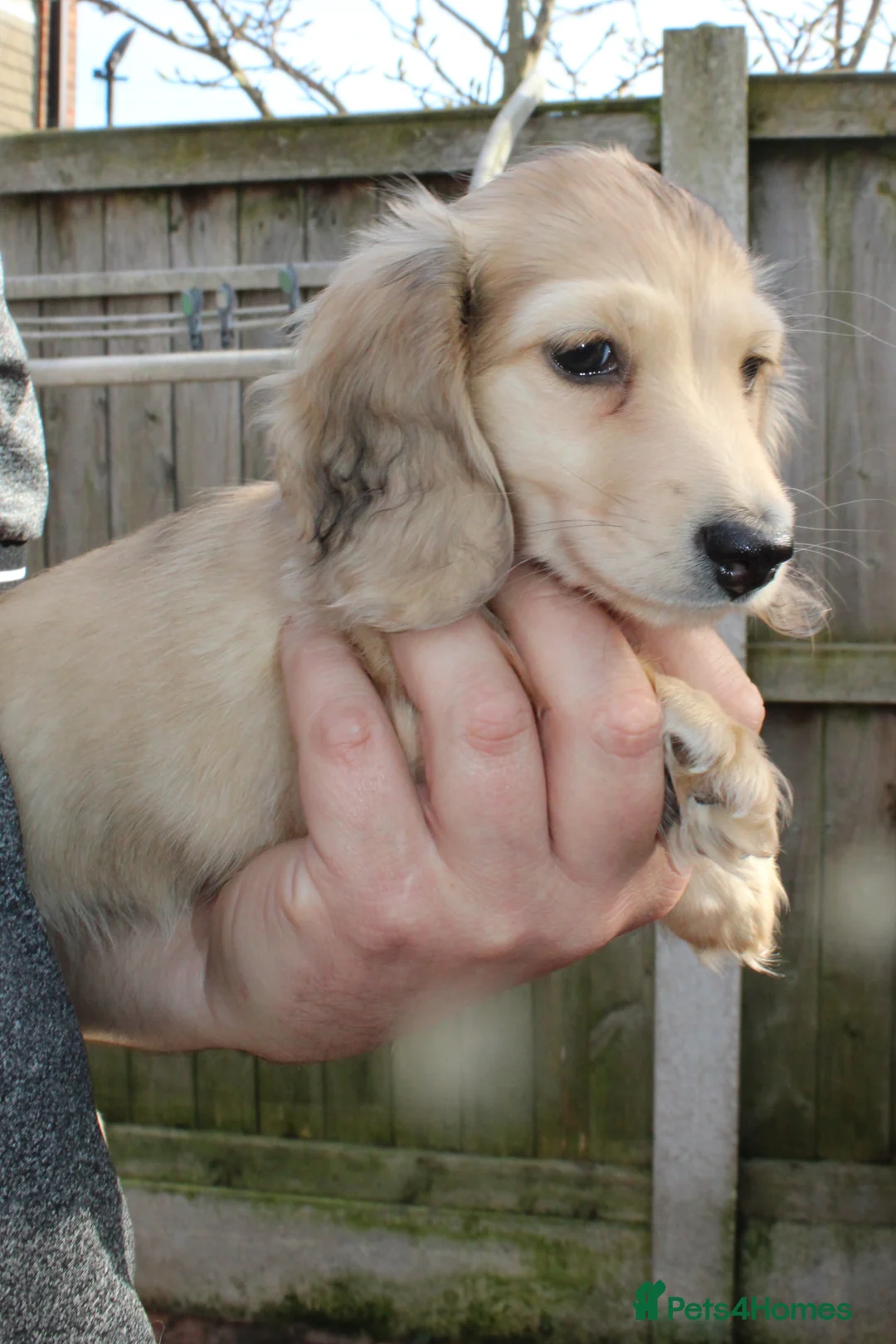 Miniature Dachshund dogs for sale: Cream dapple girl  - Advert 9