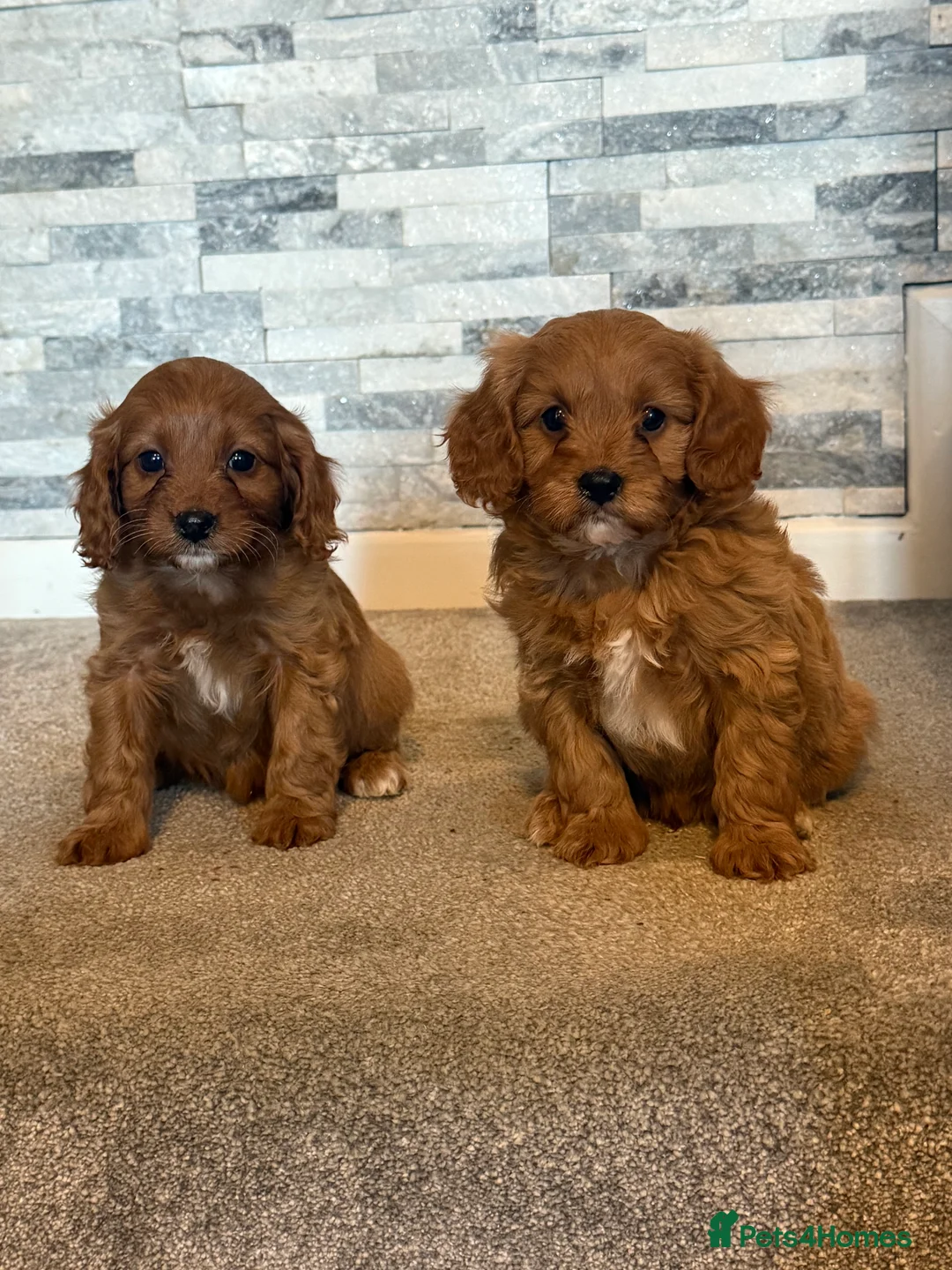 Cavapoo dogs for sale: Fox red cavapoos - Advert 4