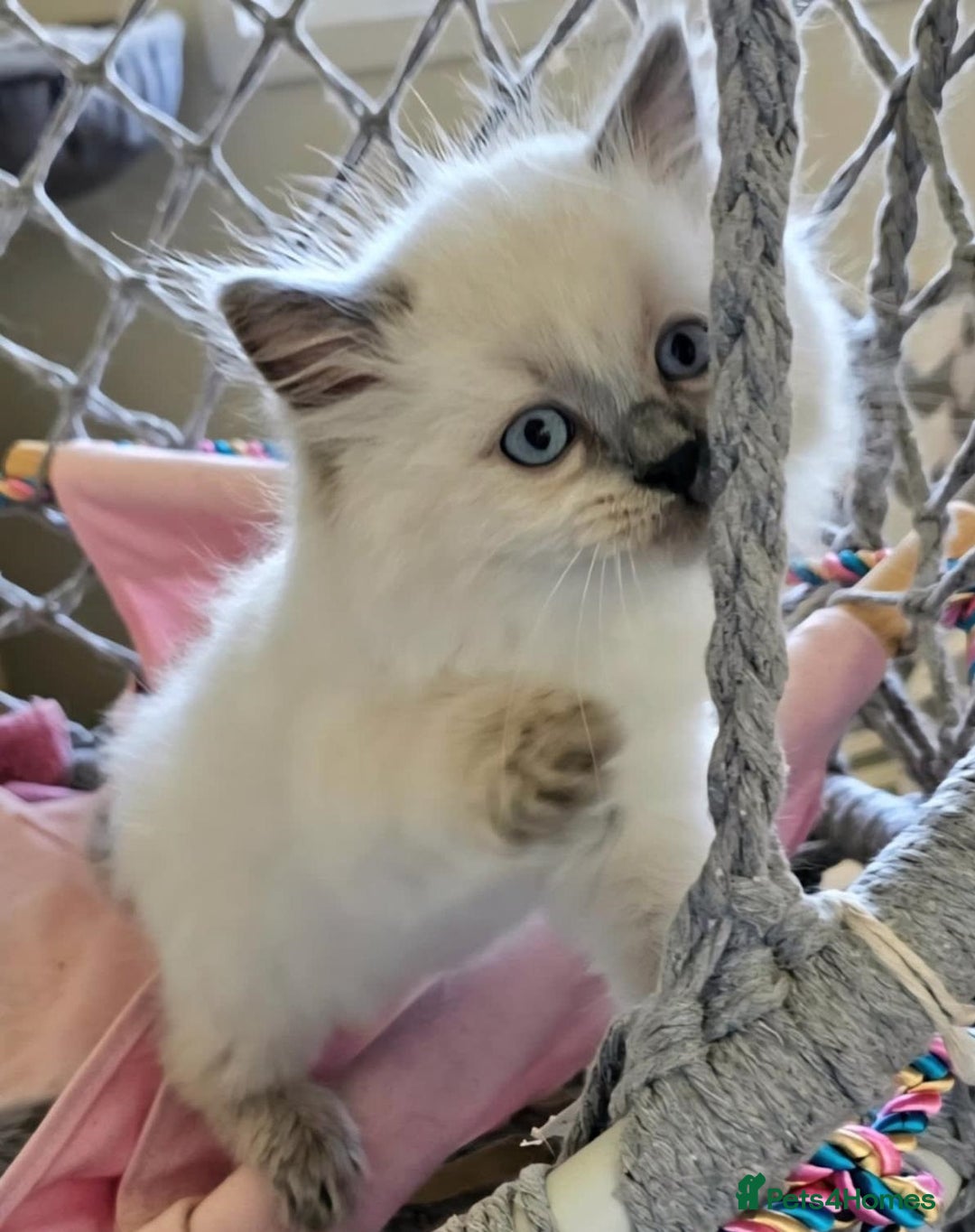 Ragdoll cats for sale: Calm & Lovin Rag dolls super sweet - Image 5