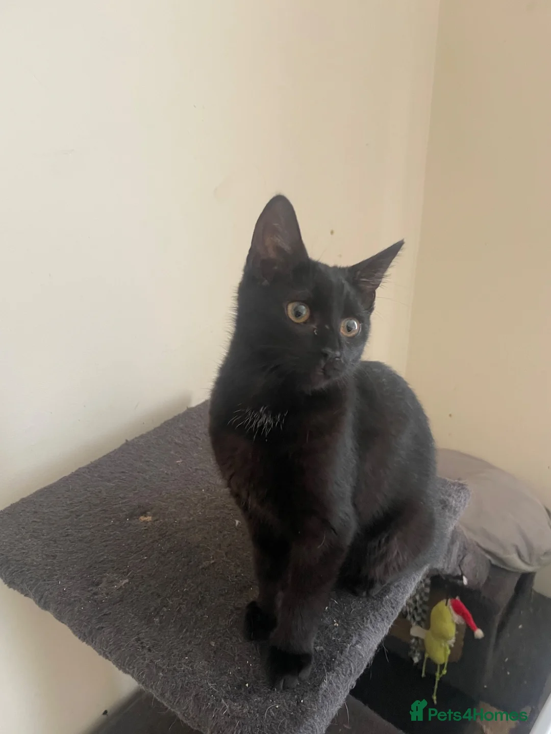 Mixed Breed cats for sale: Bella  in Pontefract - Advert 1