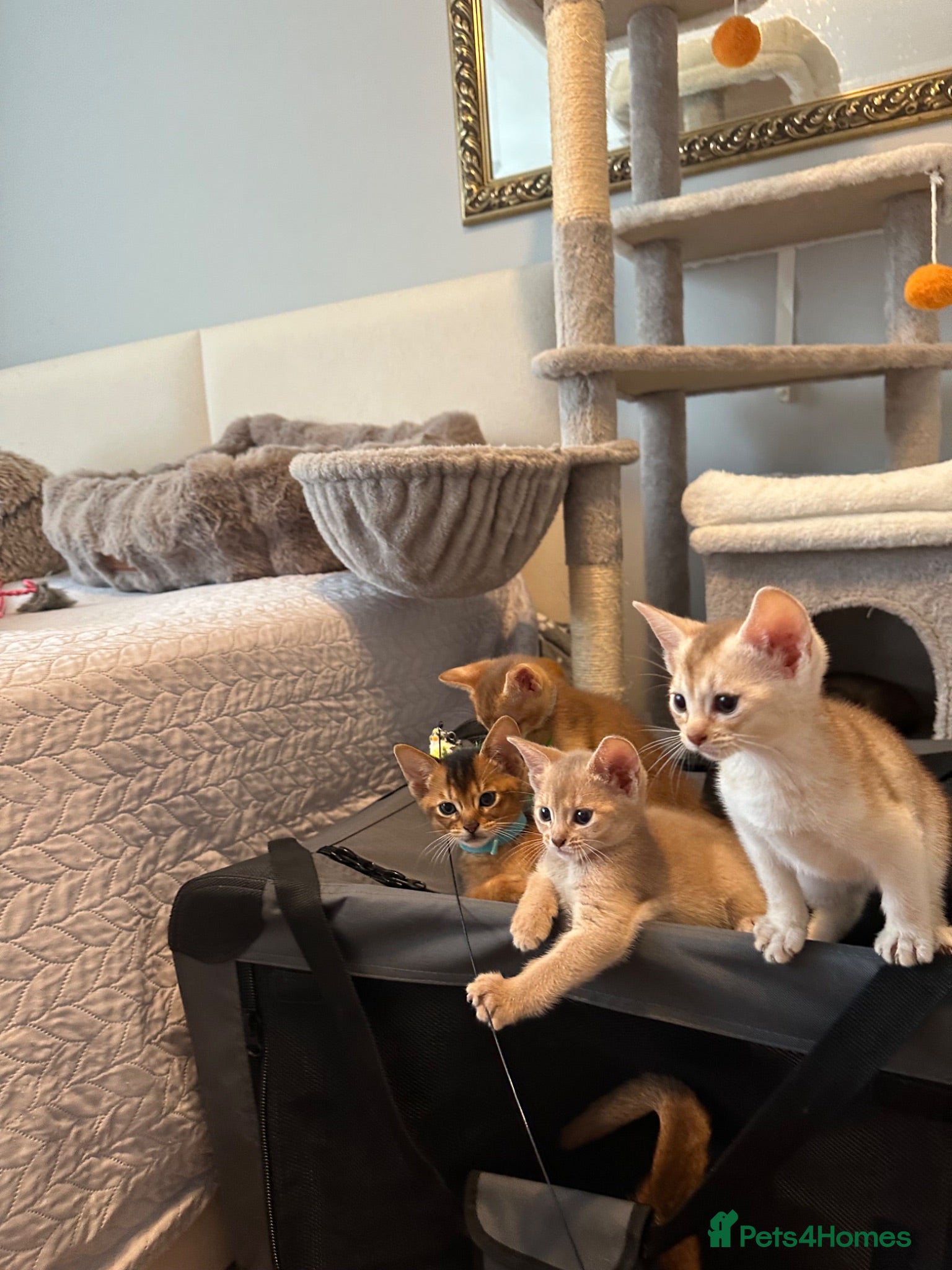 Abyssinian cats Abyssinian kittens  - Advert 2