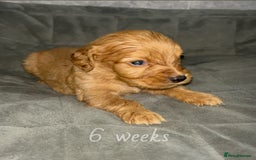 Cocker Spaniel dogs for sale: Cocker spaniel puppies  - Image 13