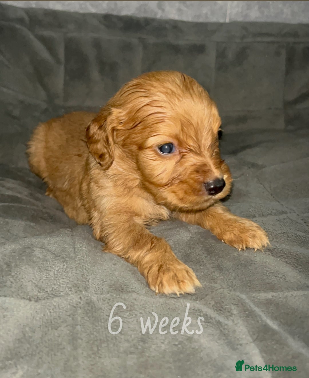 Cocker Spaniel dogs for sale: Cocker spaniel puppies  - Image 13