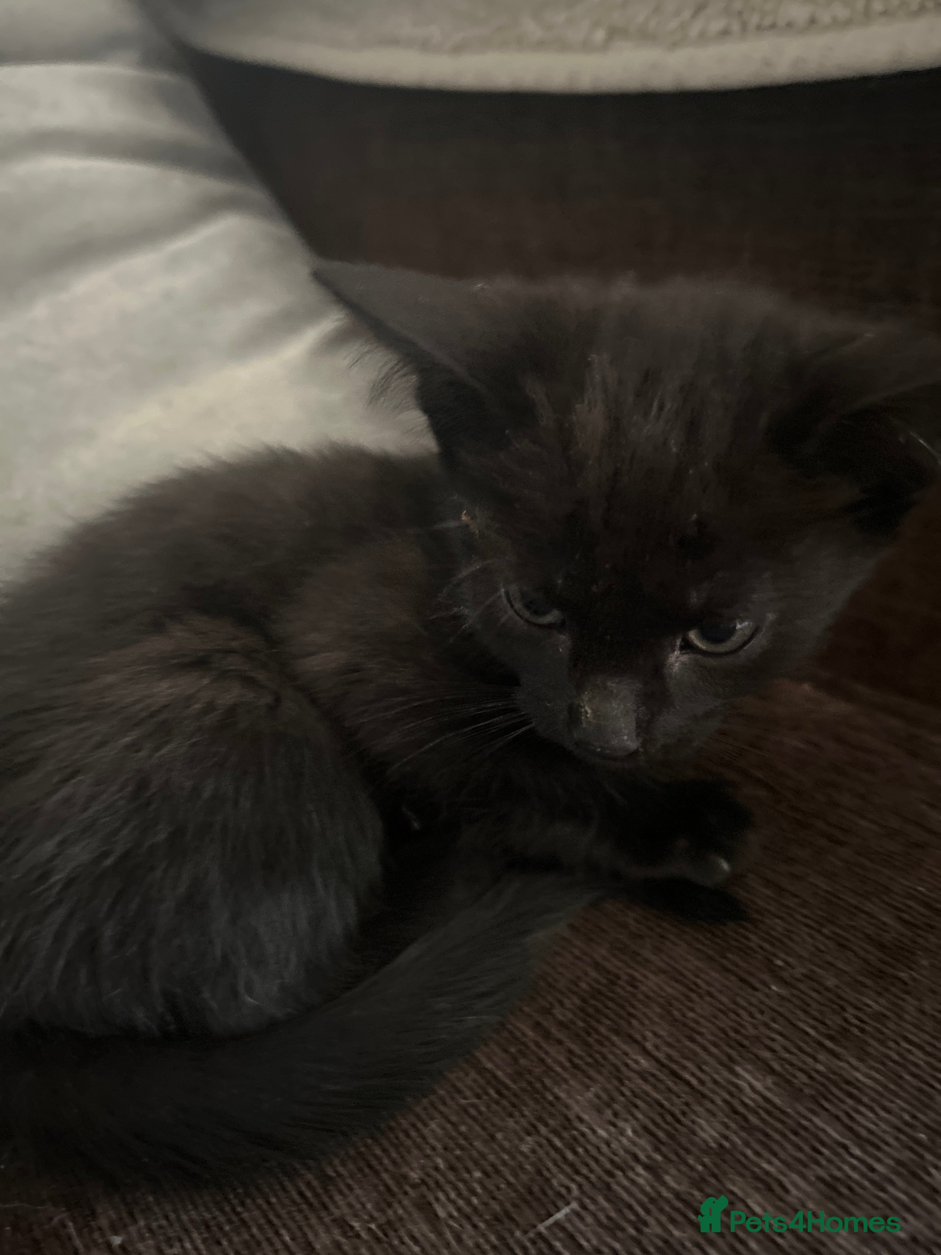 British Shorthair cats Black female kitten  - Advert 1