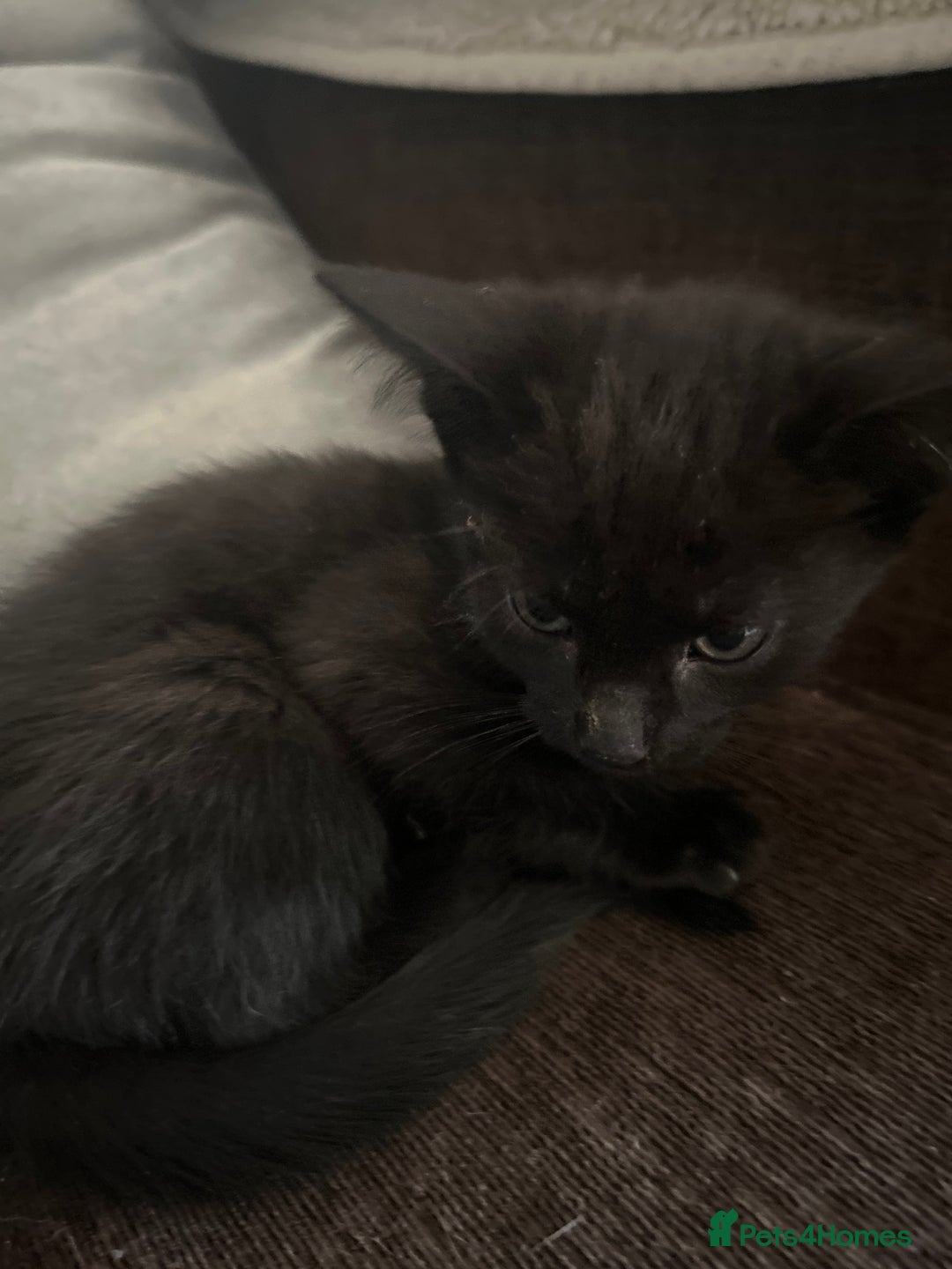 British Shorthair cats for sale: Black female kitten  - Image 1