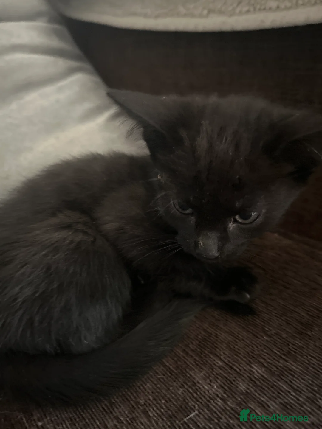 British Shorthair cats for sale: Black female kitten  - Advert 1