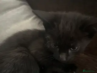 British Shorthair cats Black female kitten - Advert 1