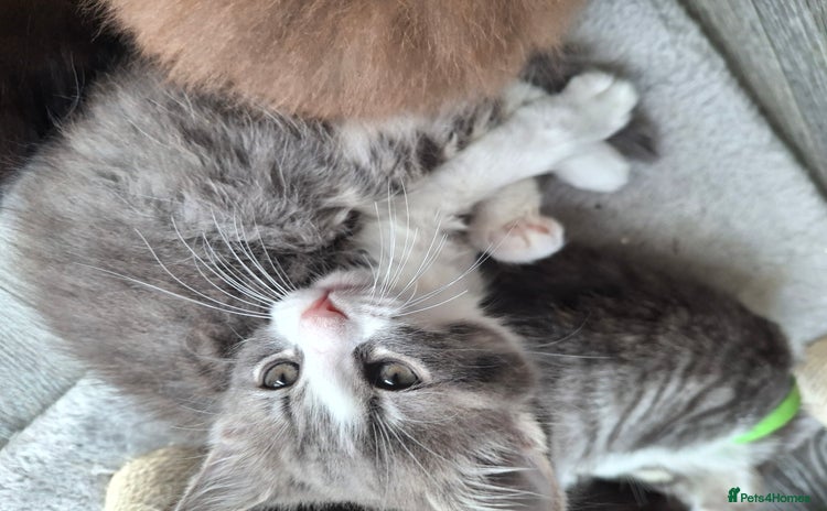 RagaMuffin cats - Advert 1