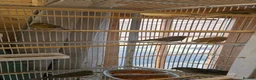 Canaries birds for sale: Mixed green gloster canaries for sale  - Advert 17