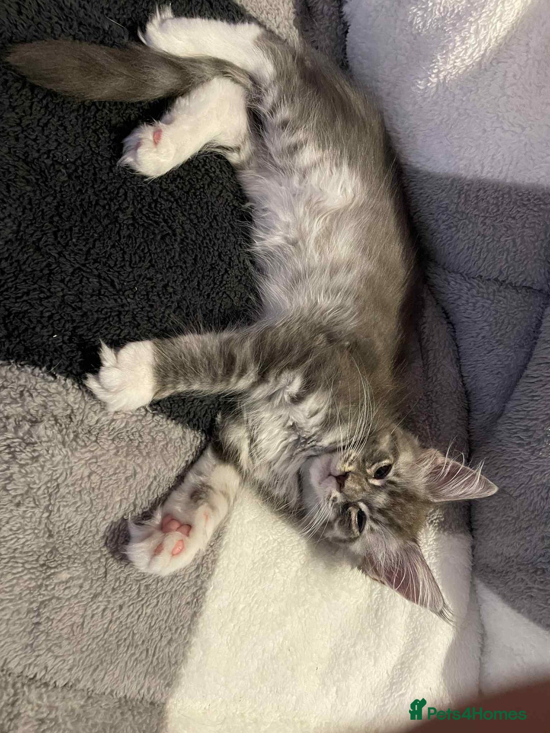 Maine Coon cats for sale: Maine Coon Kittens - Advert 6