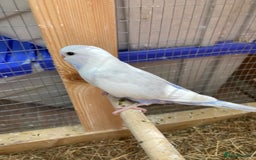 Budgerigars birds for sale: Baby budgies 8 weeks  - Image 18