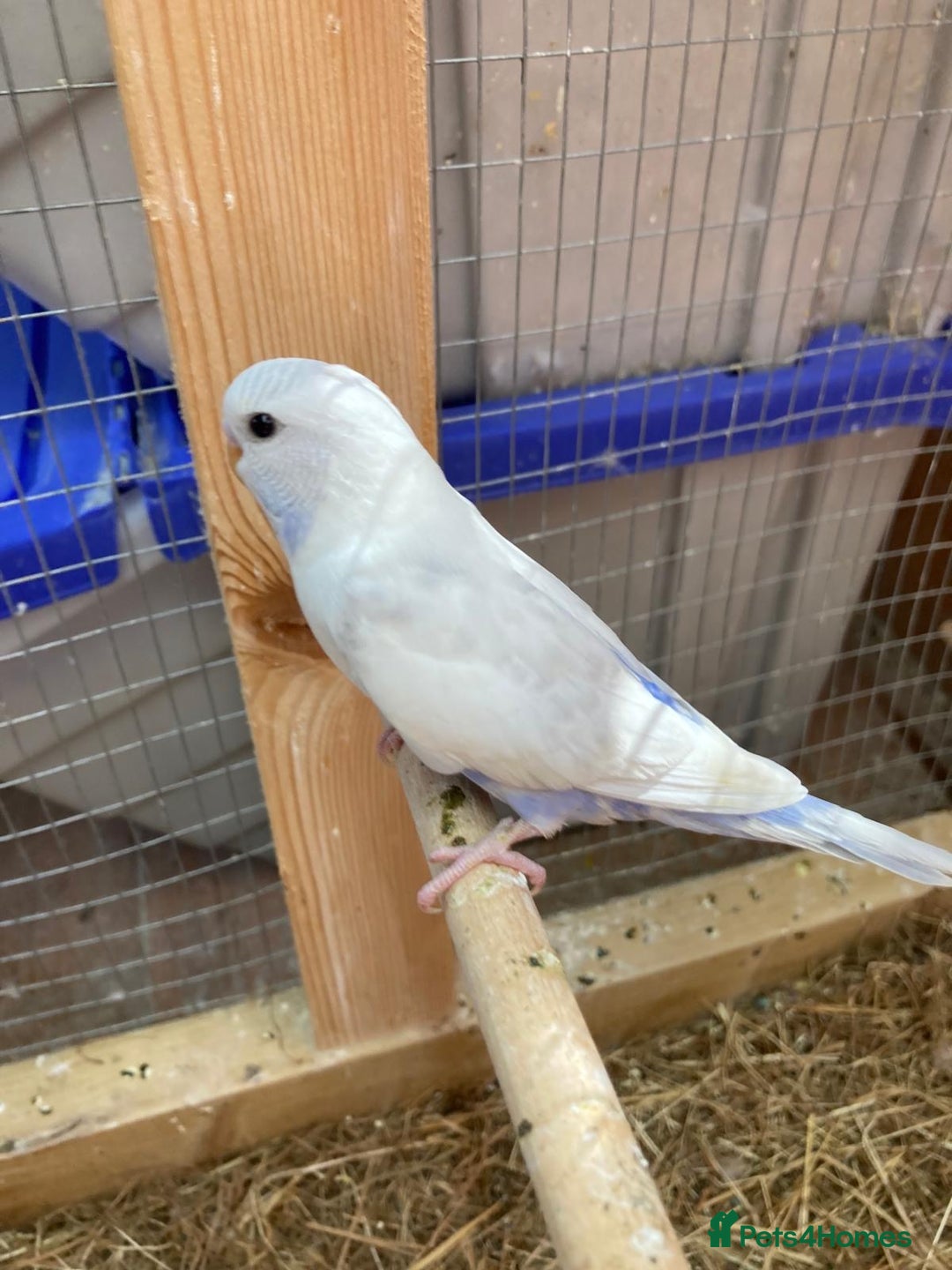Budgerigars birds for sale: Baby budgies 8 weeks  - Image 18