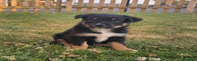 Collie Cross 4 (Marley)