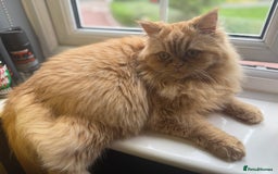 Persian cats for sale: 1 year old Persian (Daisy) - Image 4