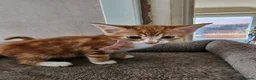 Mixed Breed cats for sale: 4 adorable female kittens for sale  - Advert 3