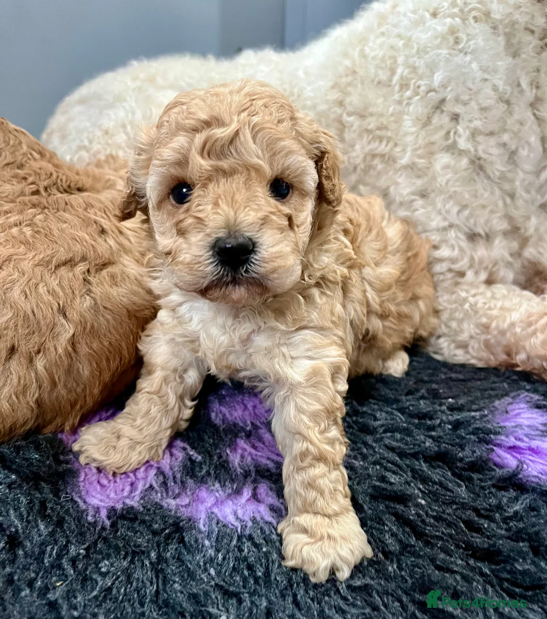Cockapoo dogs for sale: Stunning f2b cockapoo pups  - Advert 5