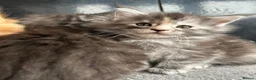 Maine Coon cats for sale: 4 Maine Coon Kittens left due to time wasters  - Advert 13