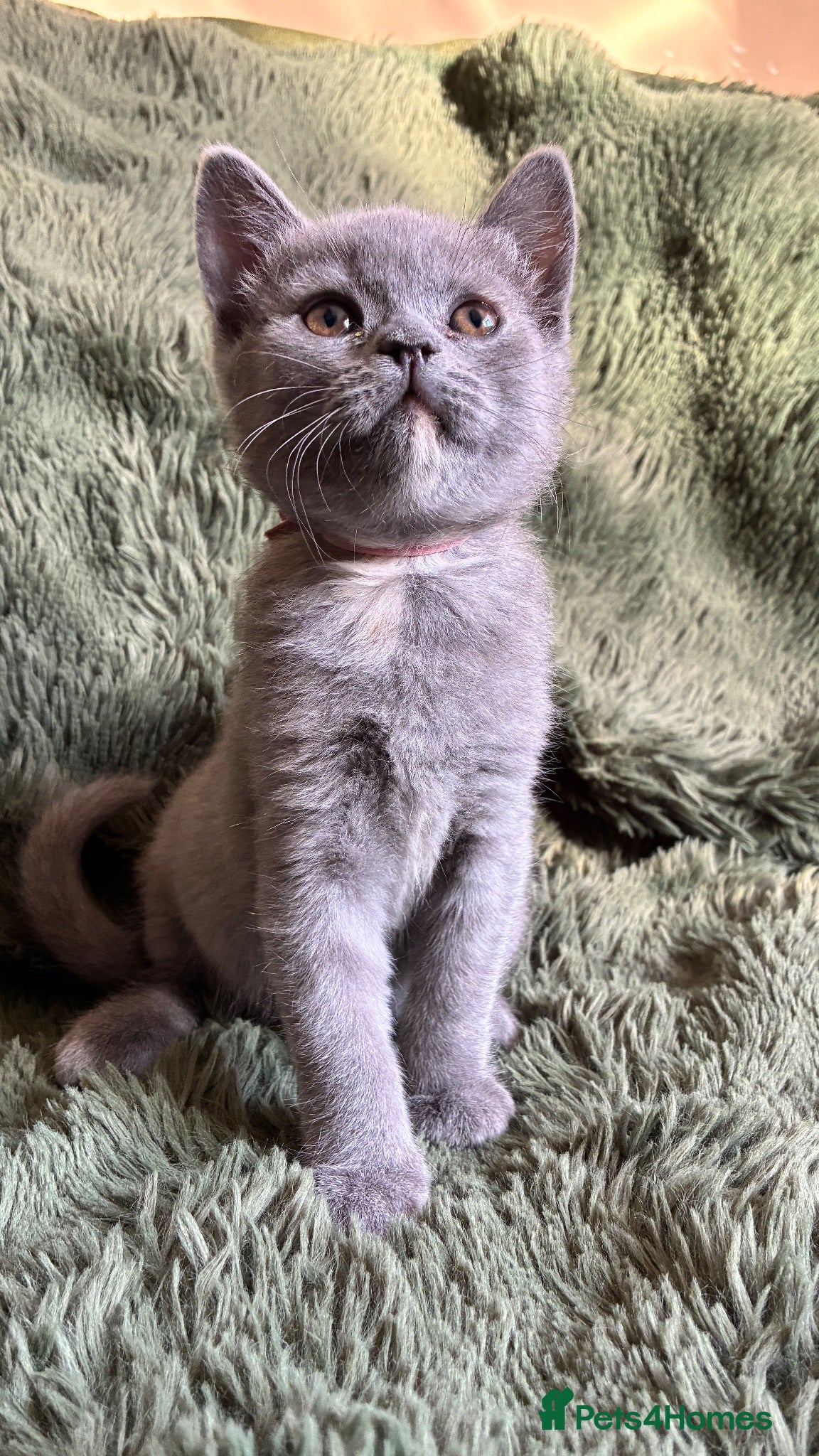 Scottish Fold cats “Gorgeous Scottish Fold & Straight Kittens ❤️ - Advert 2