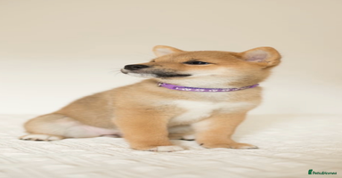 Japanese Shiba Inu dogs Gorgeous, KC-Registered Shiba Inu Puppies - Advert 3