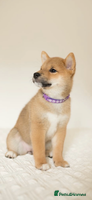 Japanese Shiba Inu dogs Gorgeous, KC-Registered Shiba Inu Puppies - Advert 3