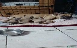 French Bulldog dogs for sale: Standard KC french bulldog litter.  - Image 6