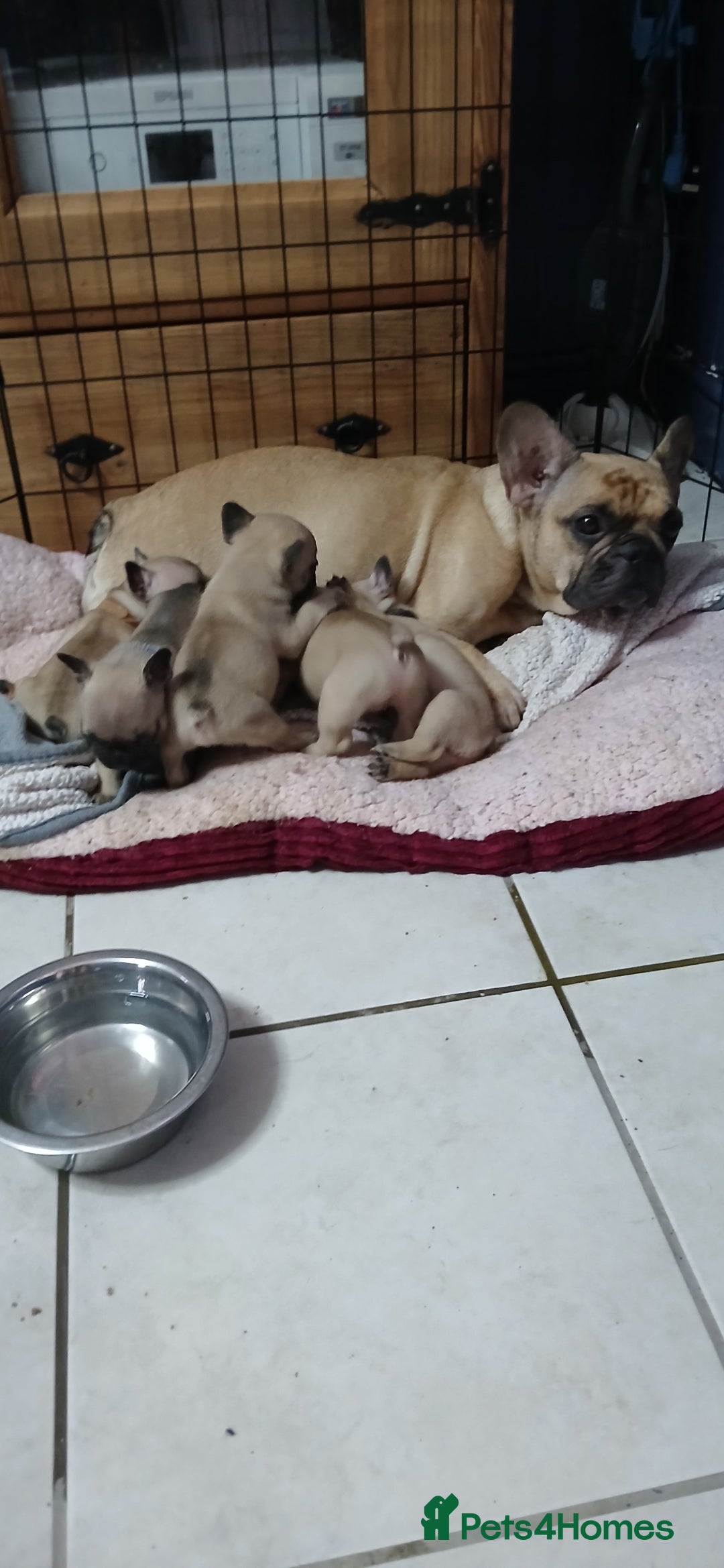 French Bulldog dogs for sale: Standard KC french bulldog litter.  - Image 6