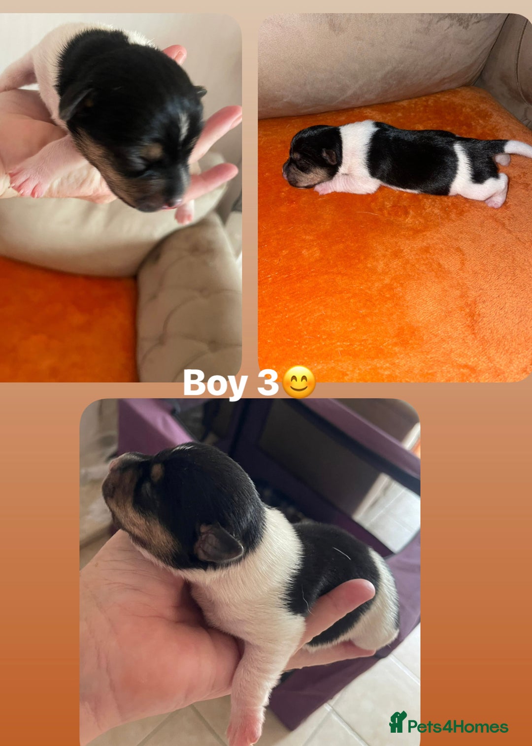 Jack Russell dogs for sale: Jack Russel puppys  - Advert 6