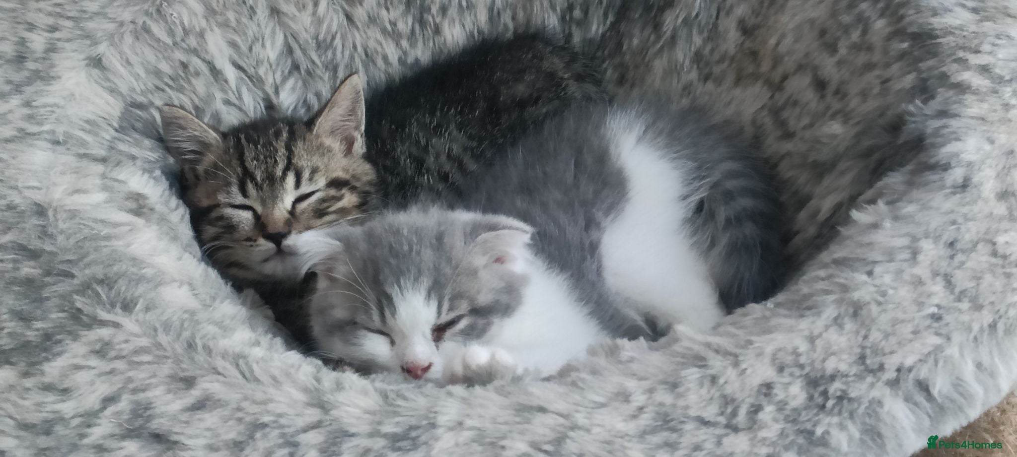 Scottish Fold cats 🥰Scottish fold kittens🐾💞🏡😍 - Advert 2