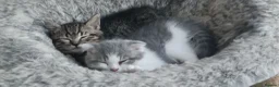 Scottish Fold cats for sale: 🥰Scottish fold kittens🐾💞🏡😍 - Advert 4