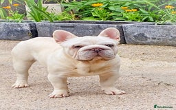 French Bulldog dogs for stud: Newshade Merle carrying fluffy  in Chesterfield - Image 3