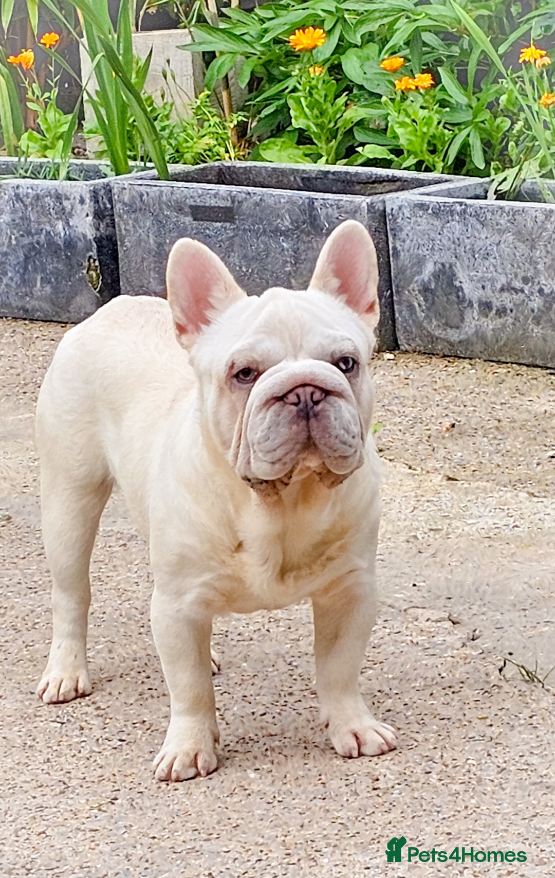 French Bulldog dogs for stud: Newshade Merle carrying fluffy  in Chesterfield - Image 3
